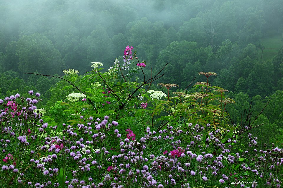 960Px Beautiful Late Spring Rain Wildflowers West Virginia Forest Wander