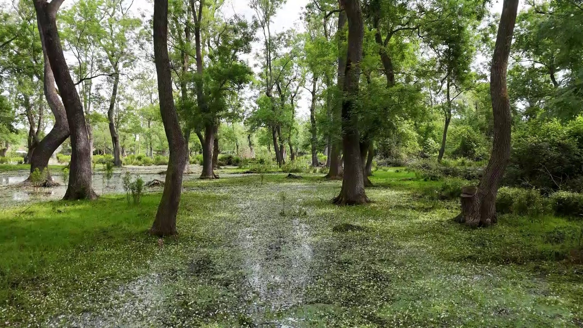 Kızılırmak Deltası’nda bahar büyüsü