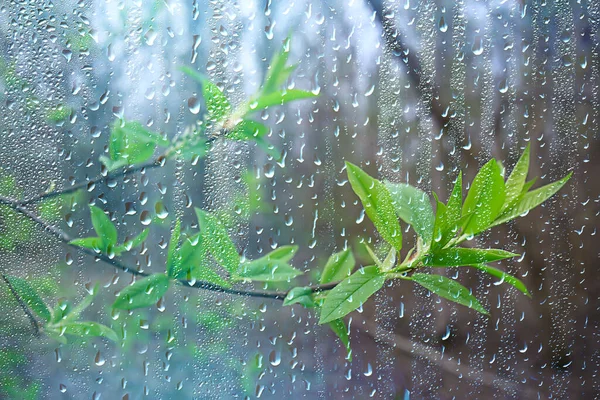 Depositphotos 352828632 Stock Photo Spring Rain Forest Fresh Branches