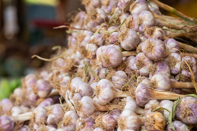 Garlic Sarimsak Gubre