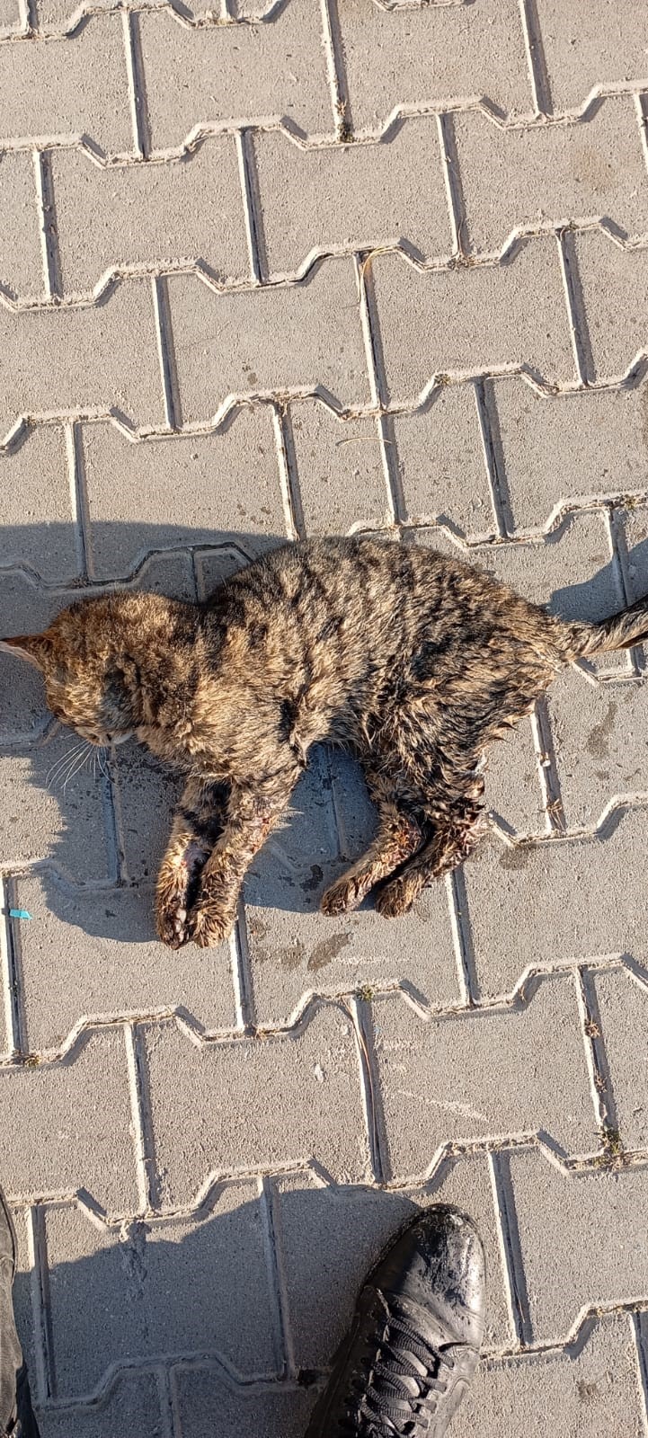 Kırşehir Hayvan Katliamı (3)