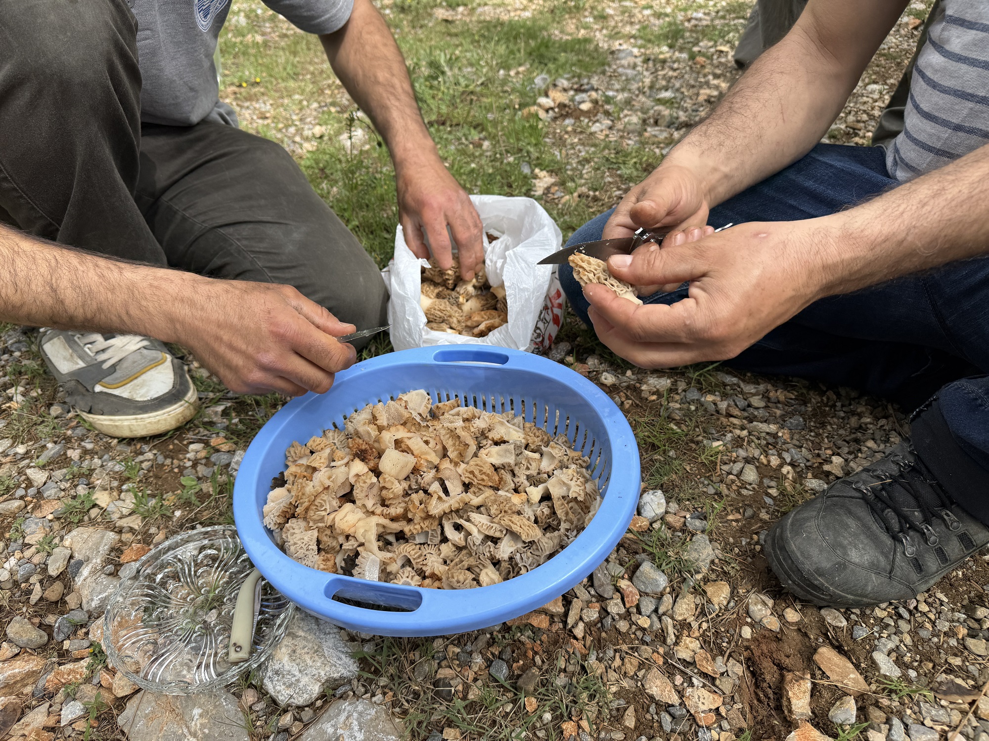 Kuzugöbeği (3)