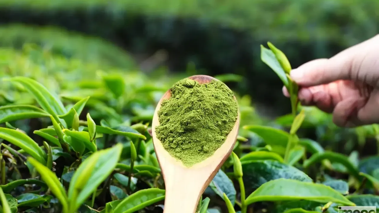 Matcha Çayı1