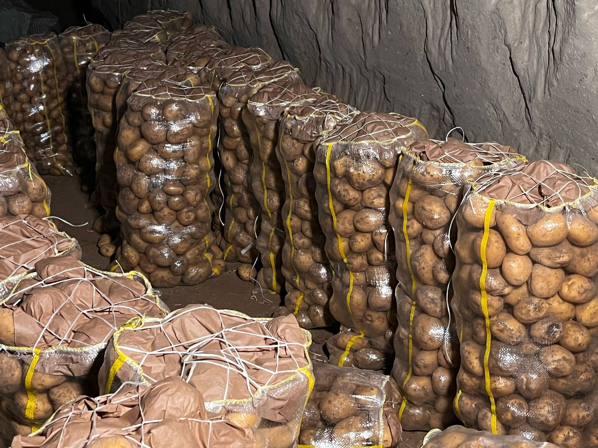 Patates (2)-1