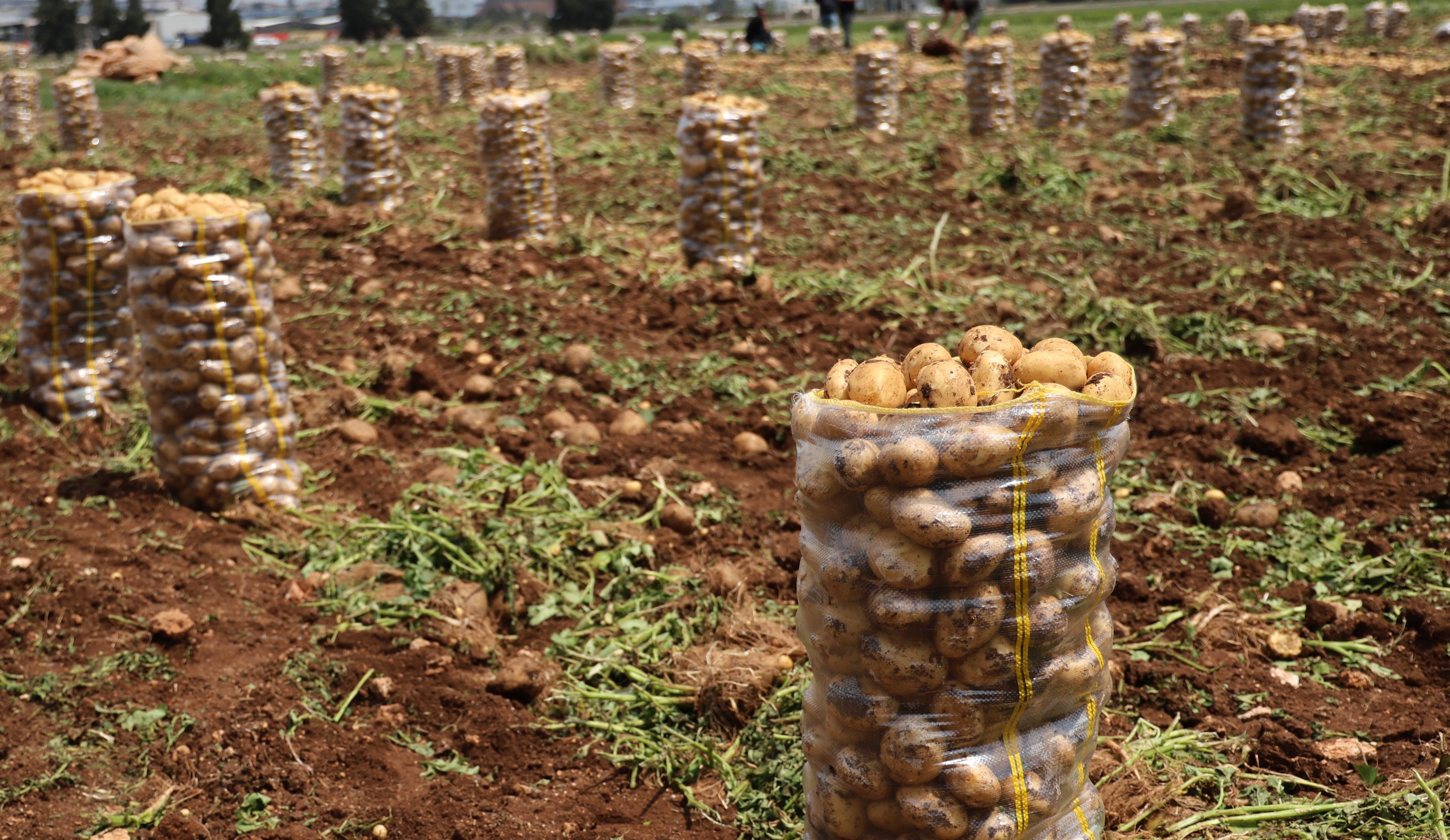 Patates (3)-1