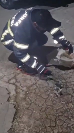 Urfa Kedi 1