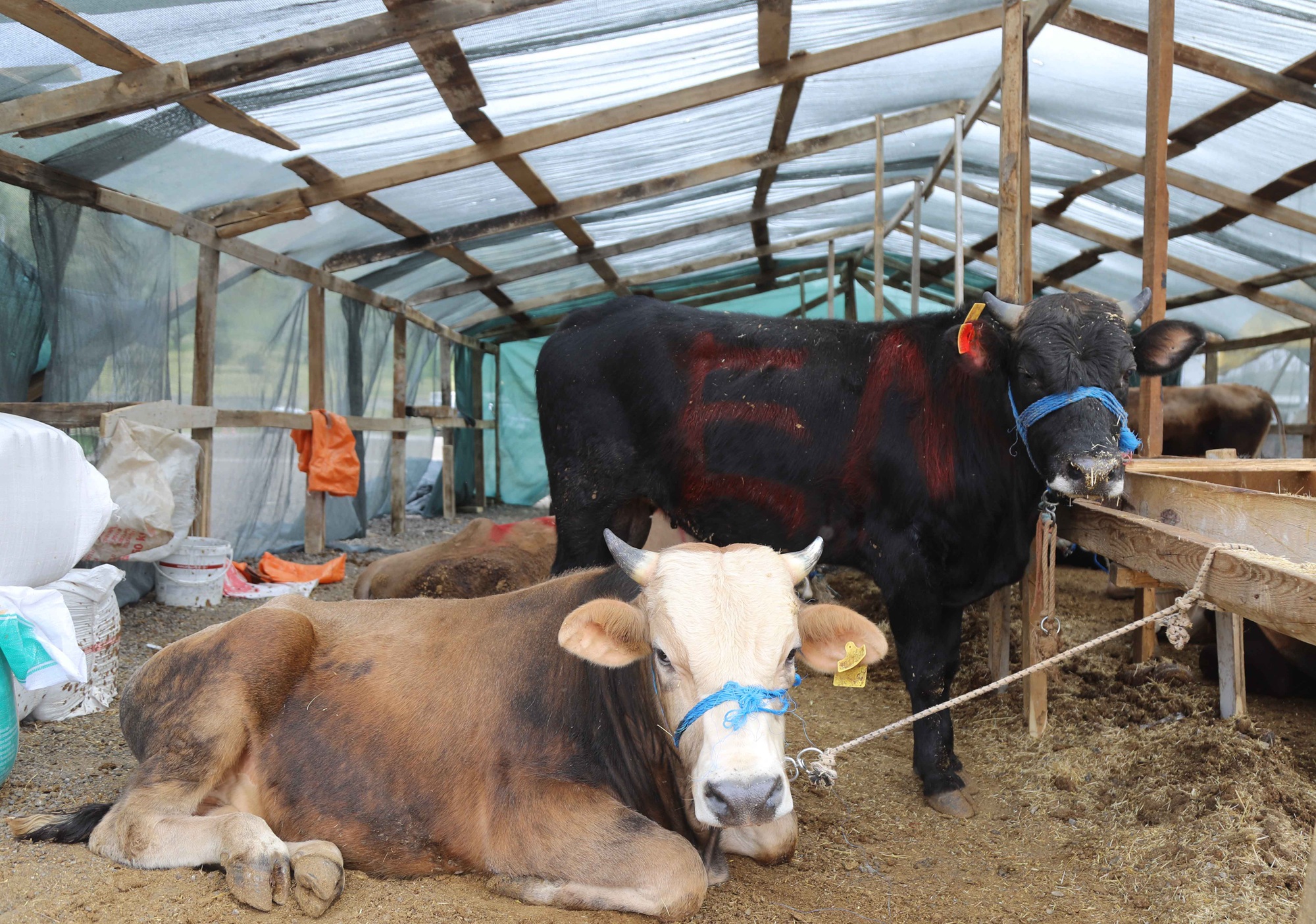 Zabıta Kurban Satış Ve Kesim Alanı (14)
