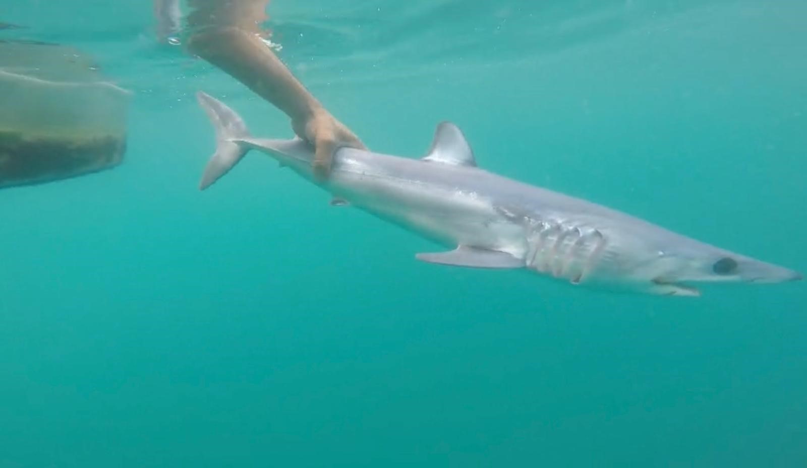 Akdeniz’de Köpek Balığı Görüntüleri Tatilcileri Tedirgin Etti