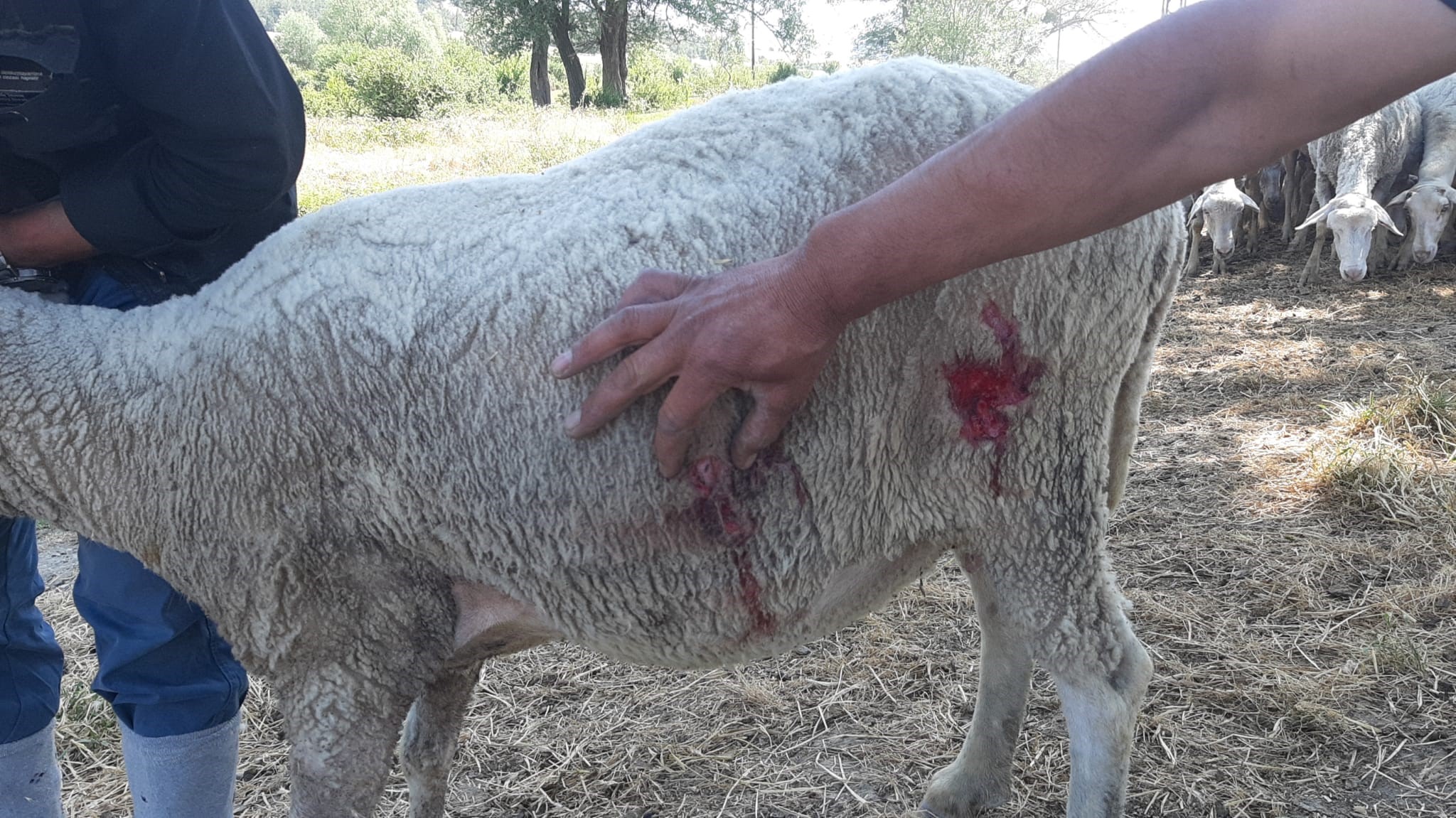 Bolu Köpek Saldırısı (2)