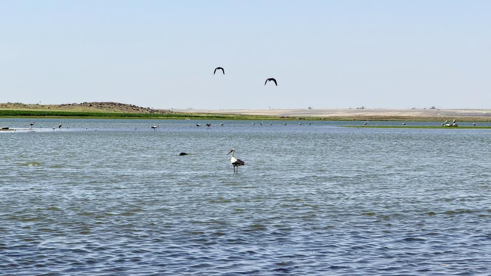 Diyarbakır Flamingo 1