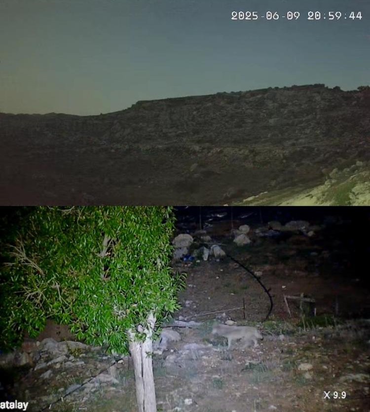 Gazipaşa’da Güvenlik Kamerasına Yansıyan Doğa Harikası 2