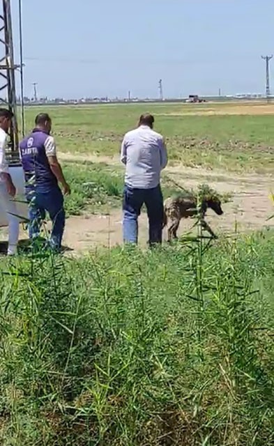 Hatay’da Dereye Düşen Köpeği Itfaiye Ekipleri Kurtardı