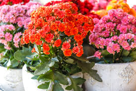 Kalanchoe0