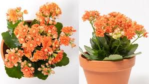 Kalanchoe3