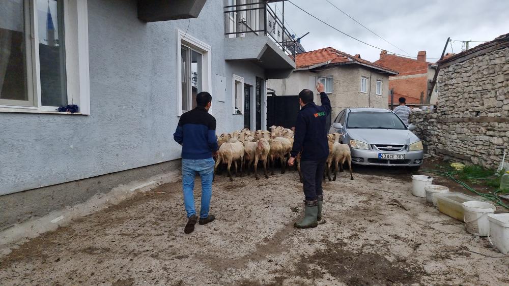 Kütahya Kurt 1