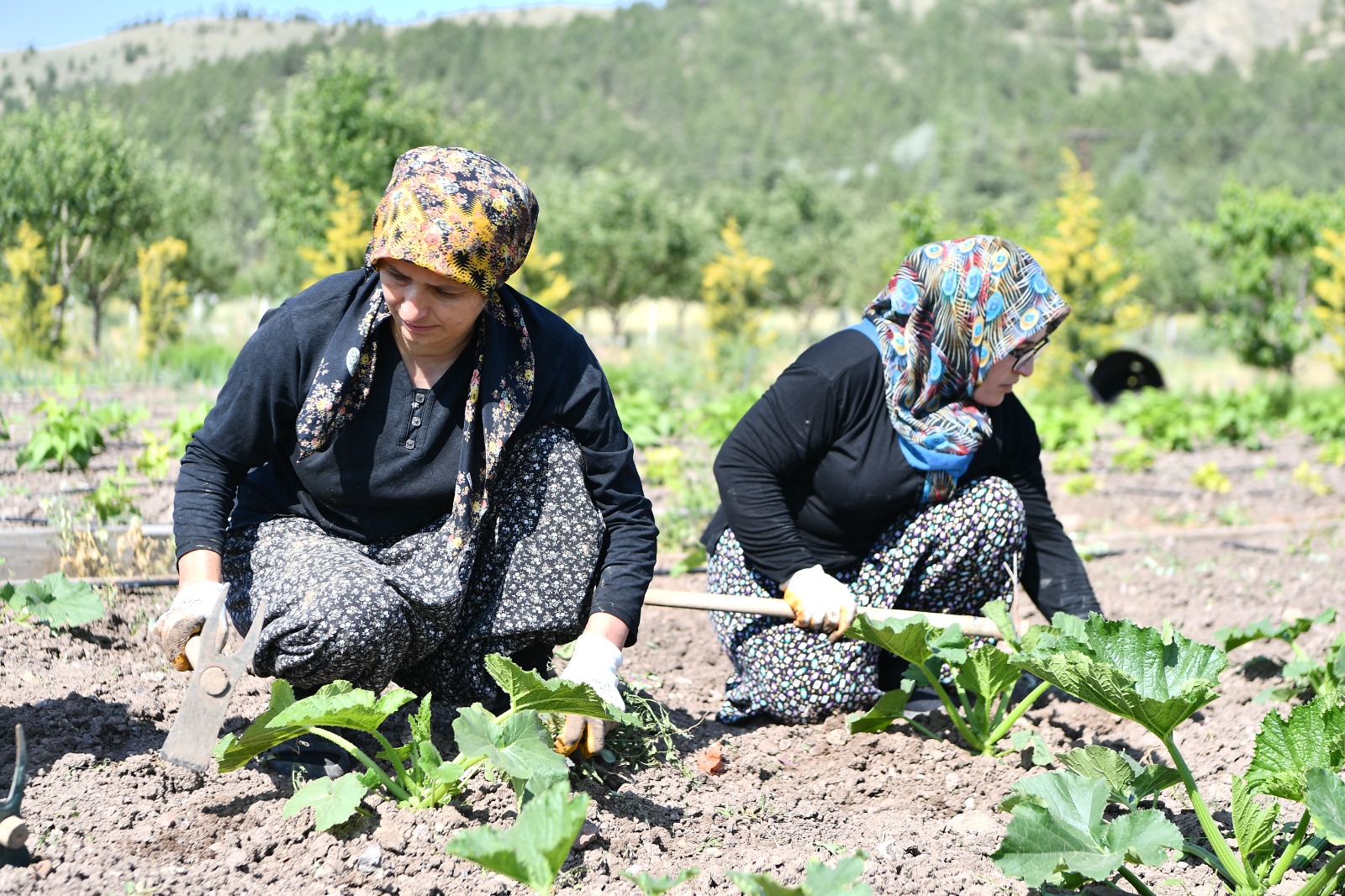 Mamak Belediyesi’nden Kırsalda Üretim Hamlesi (5)