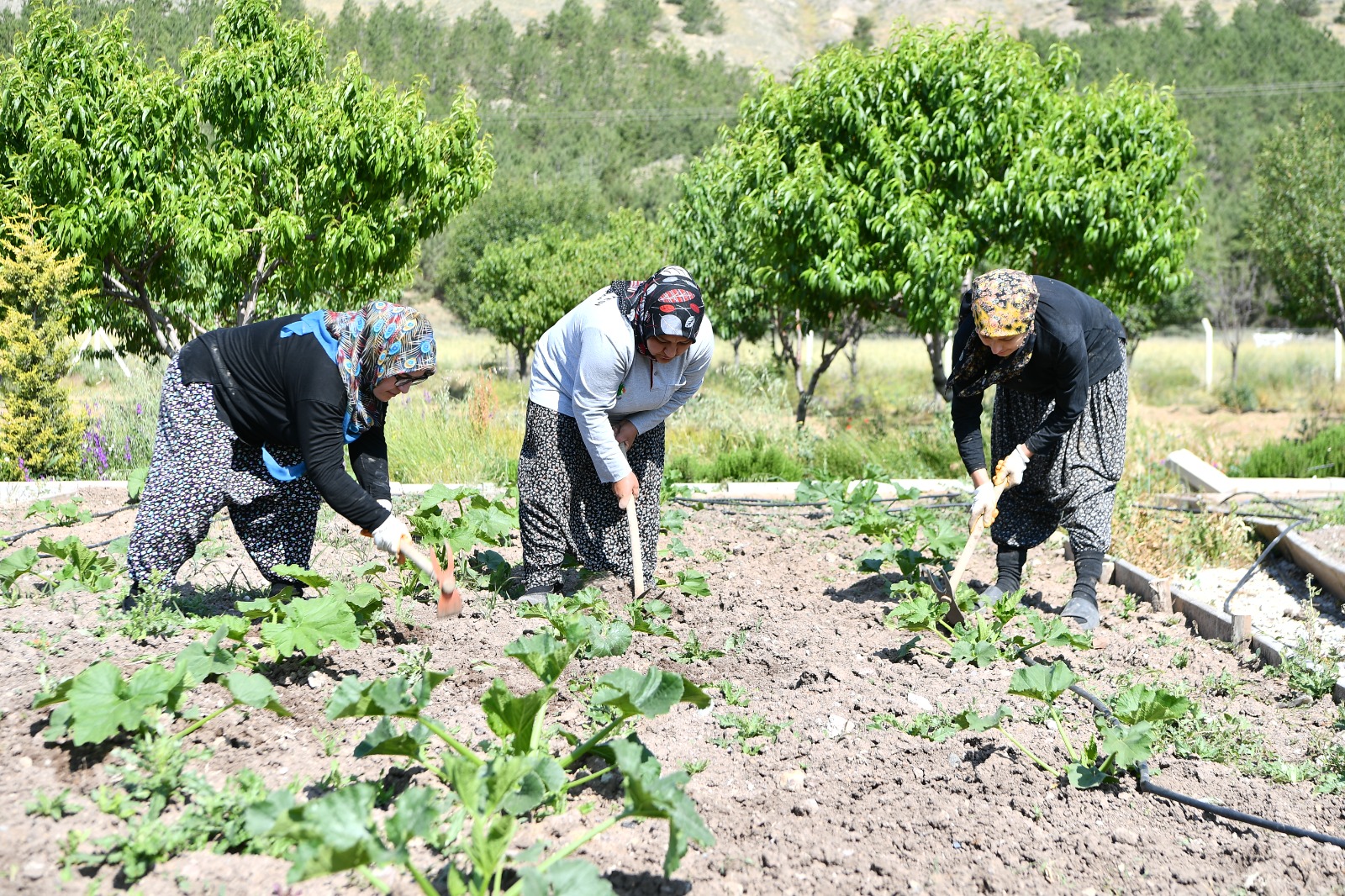 Mamak Belediyesi’nden Kırsalda Üretim Hamlesi (7)