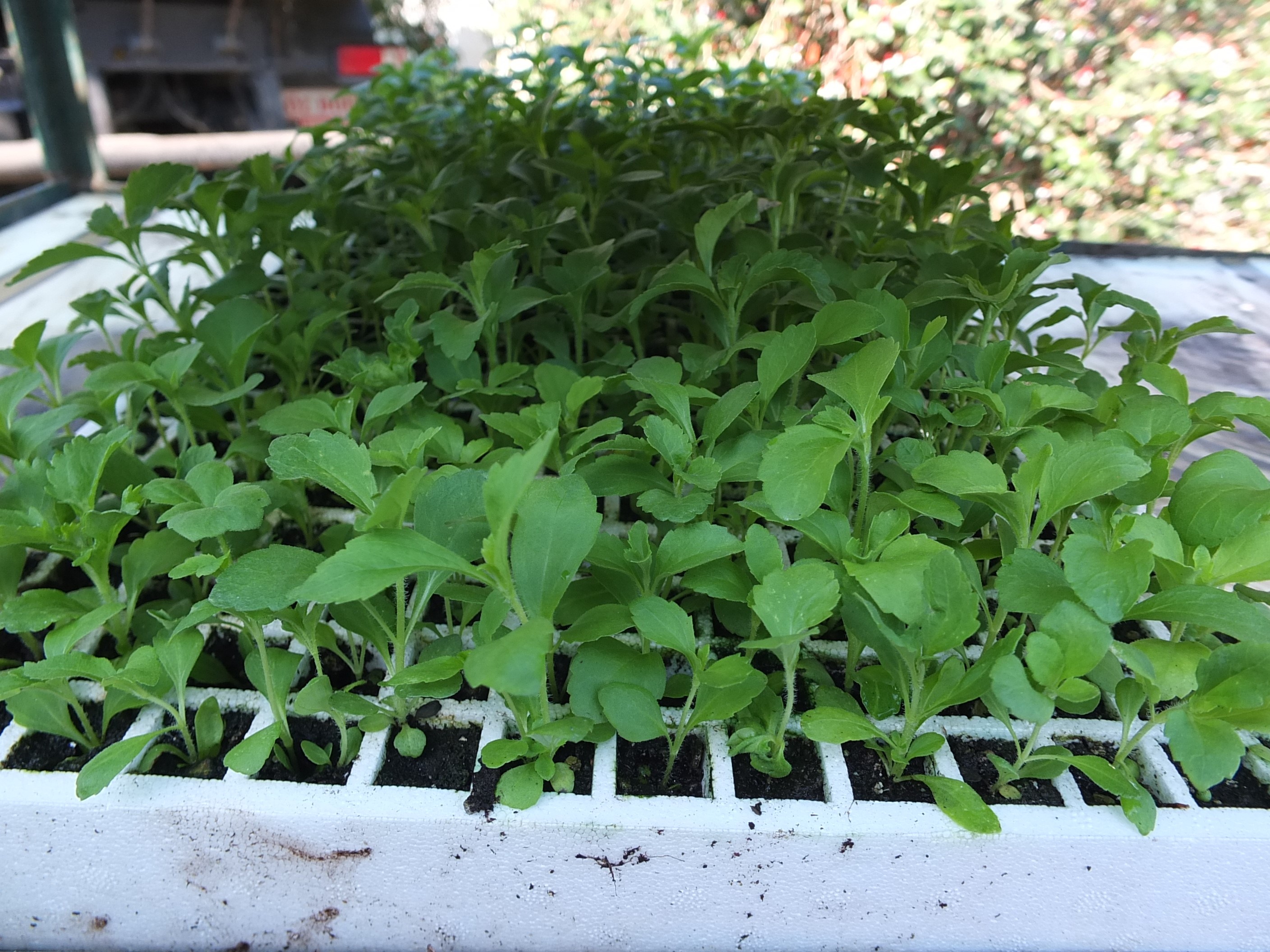 Stevia (2)
