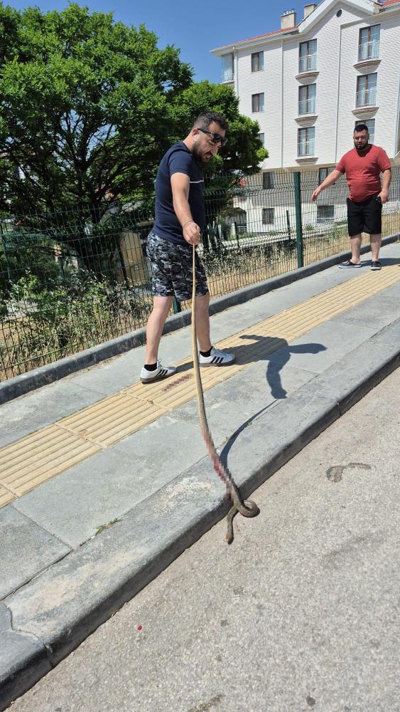 Yılan 2