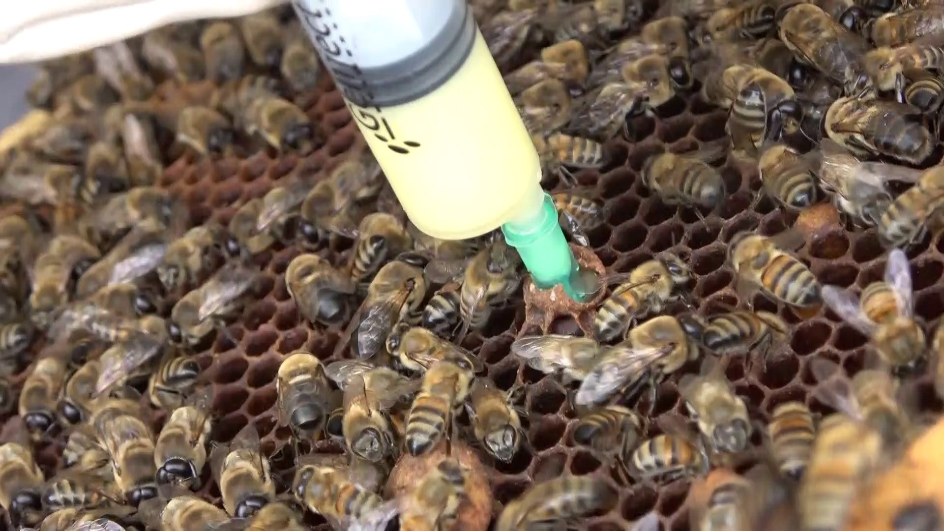 Arı Sütü Kısırlık Tedavisi (1)