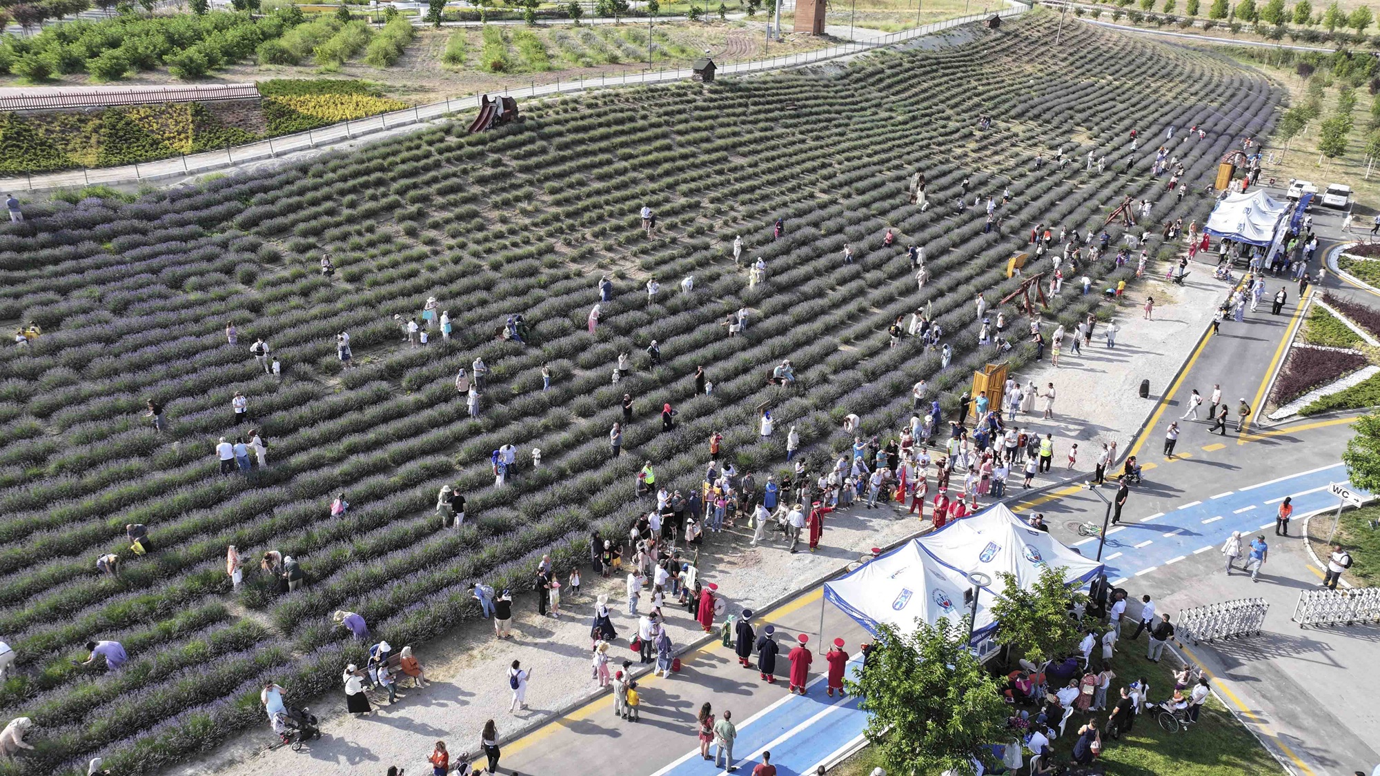 Başkentliler Lavanta Bahçesinde Buluştu (1)
