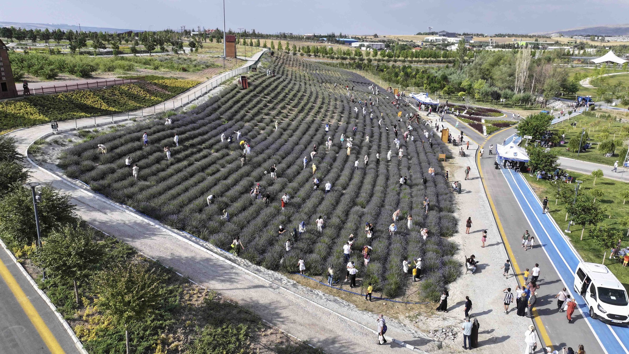 Başkentliler Lavanta Bahçesinde Buluştu (3)