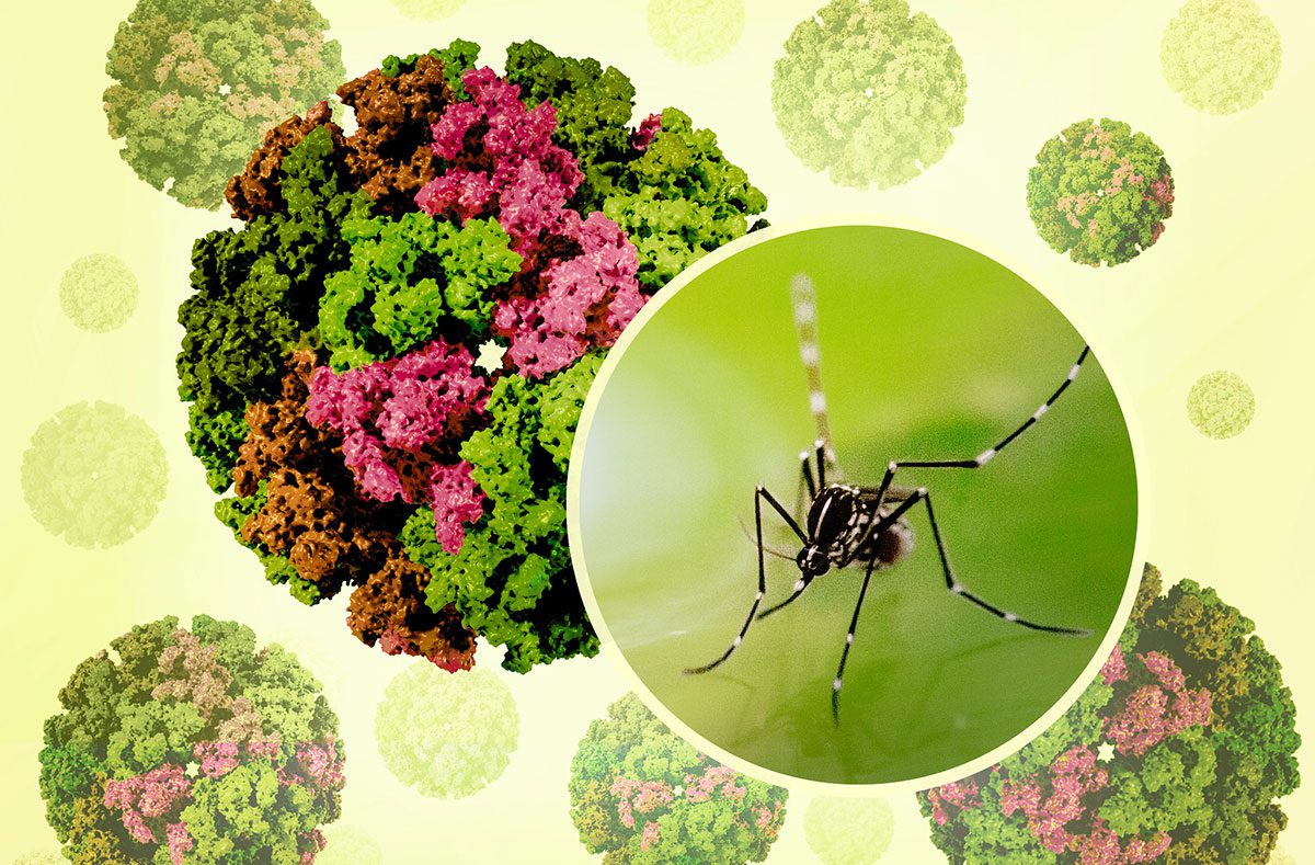 Chikungunya Virüsü (1)