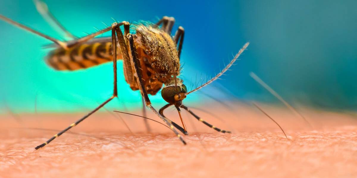 Chikungunya Virüsü (2)