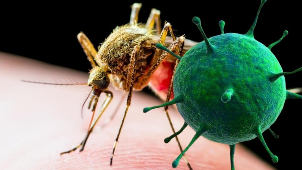 Chikungunya Virüsü (3)