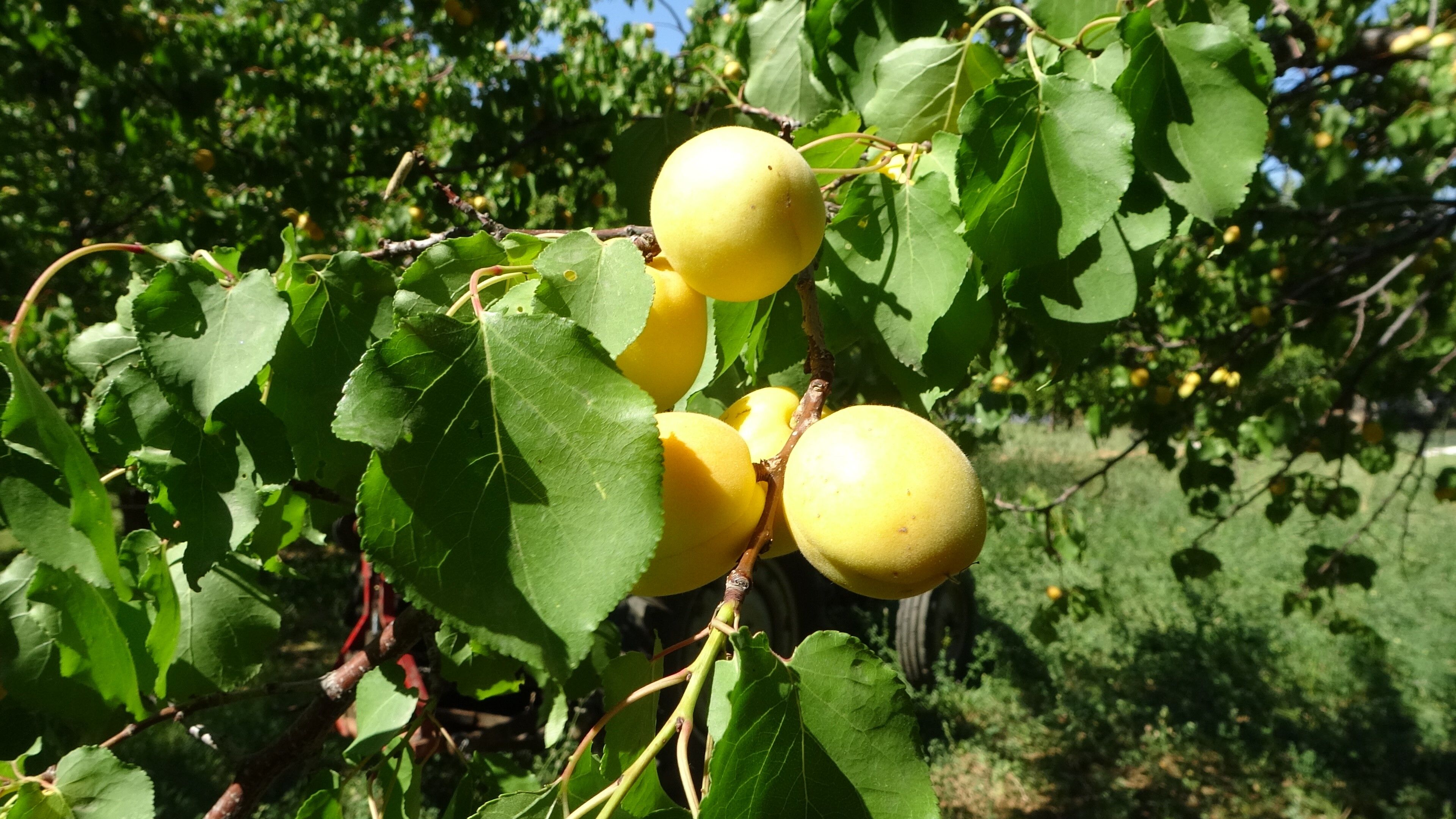 Malatya Kayısı (1)-1