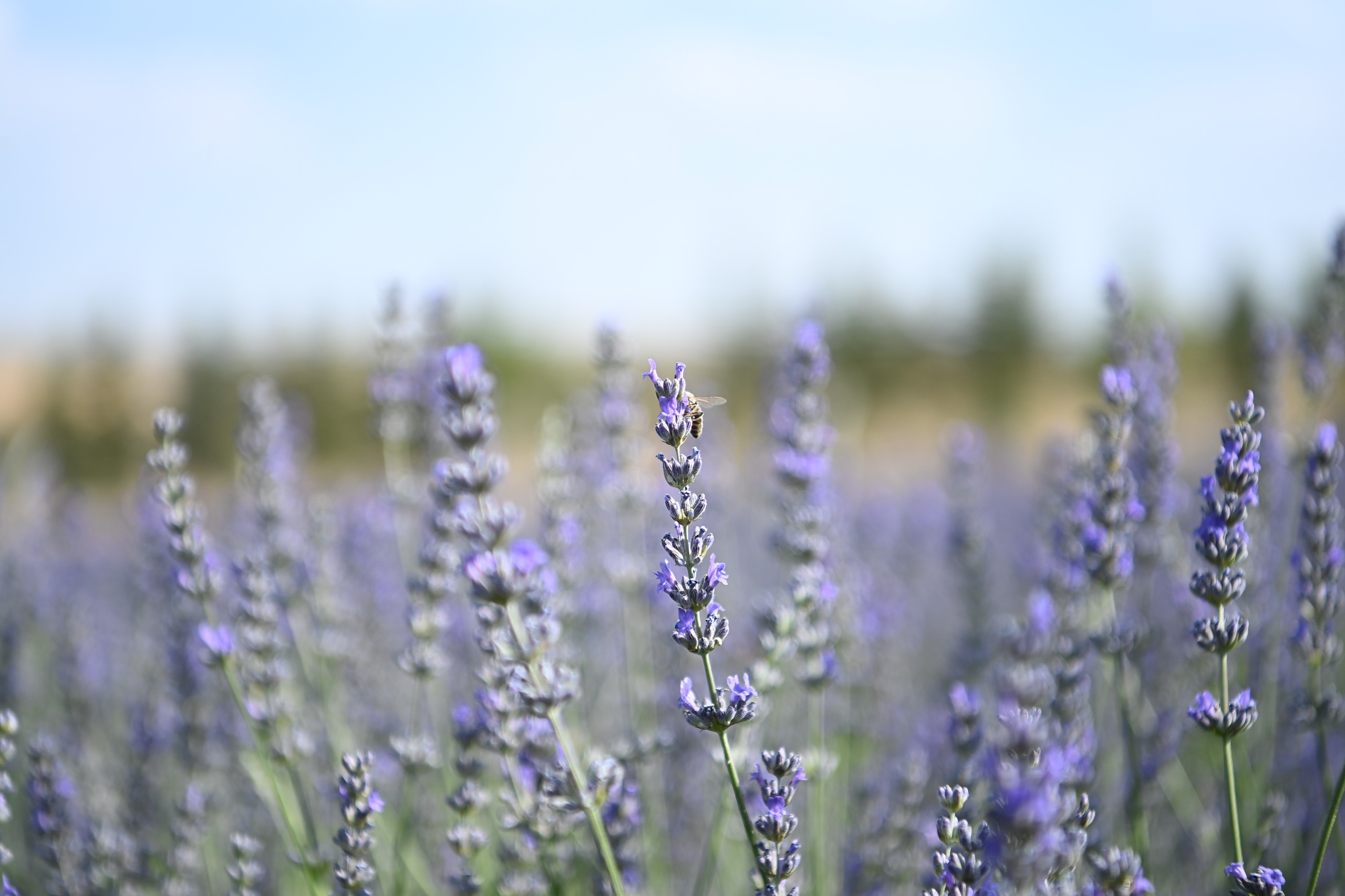 Mamak Lavantalar (1)