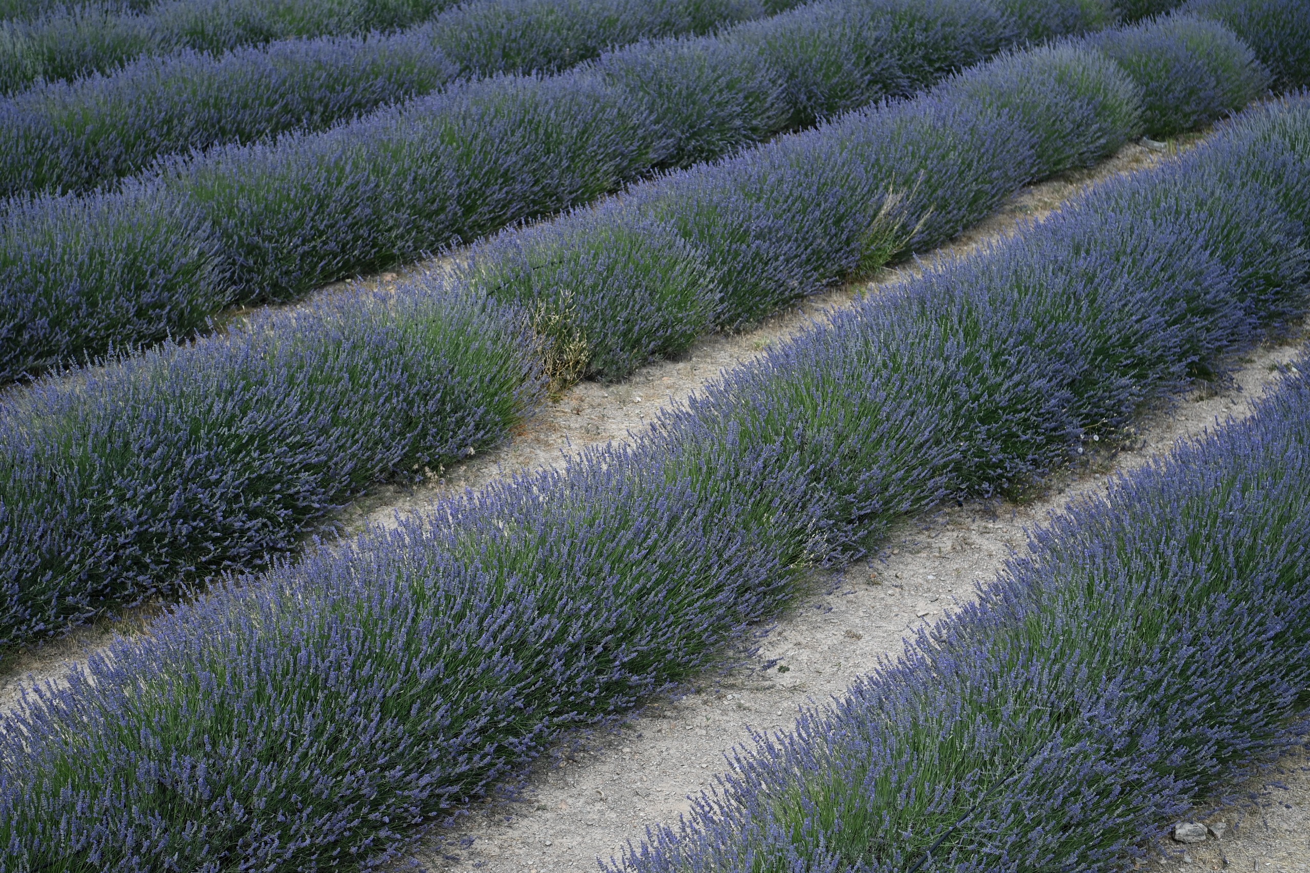 Mamak Lavantalar (3)