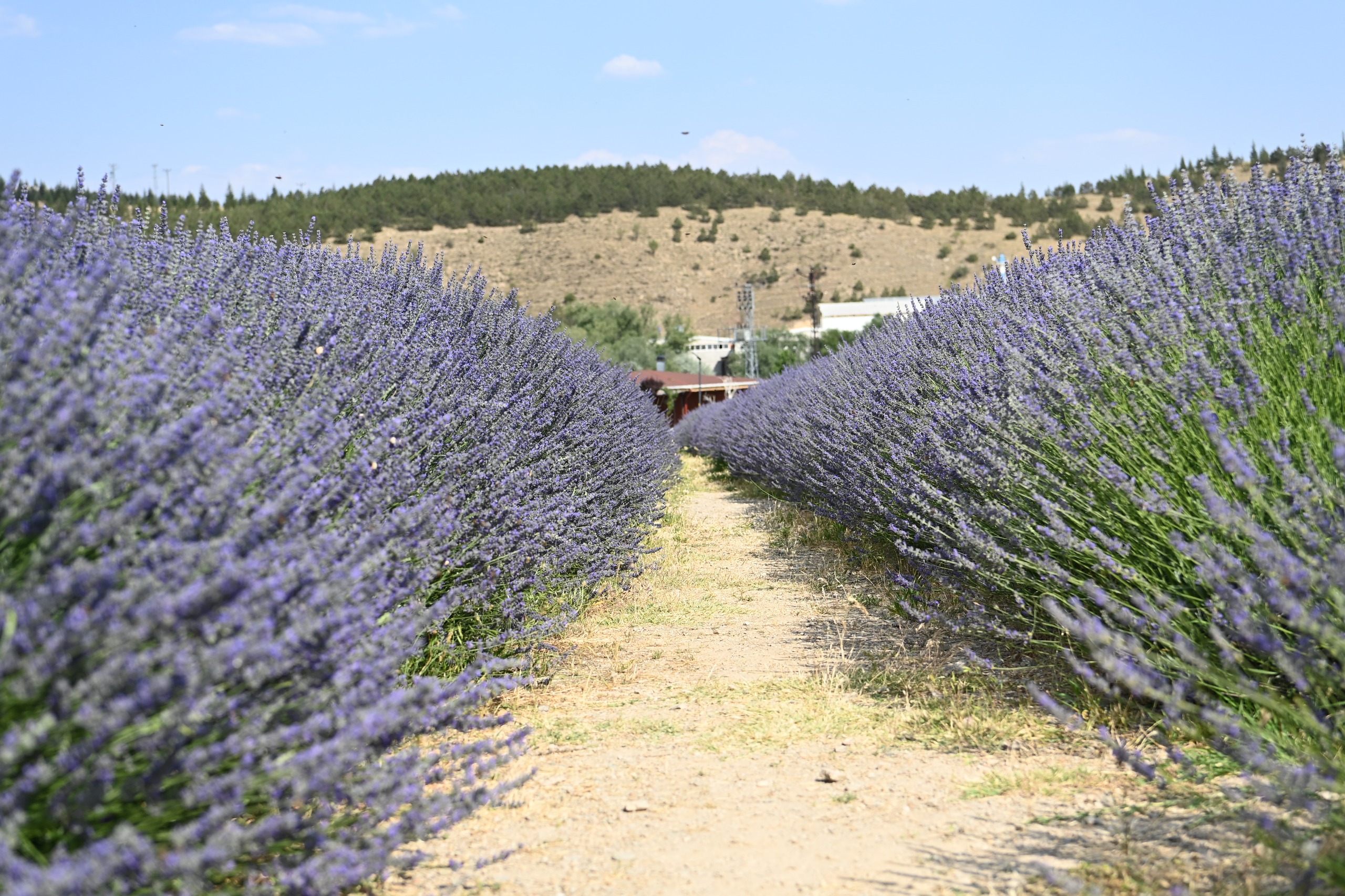 Mamak Lavantalar (4)