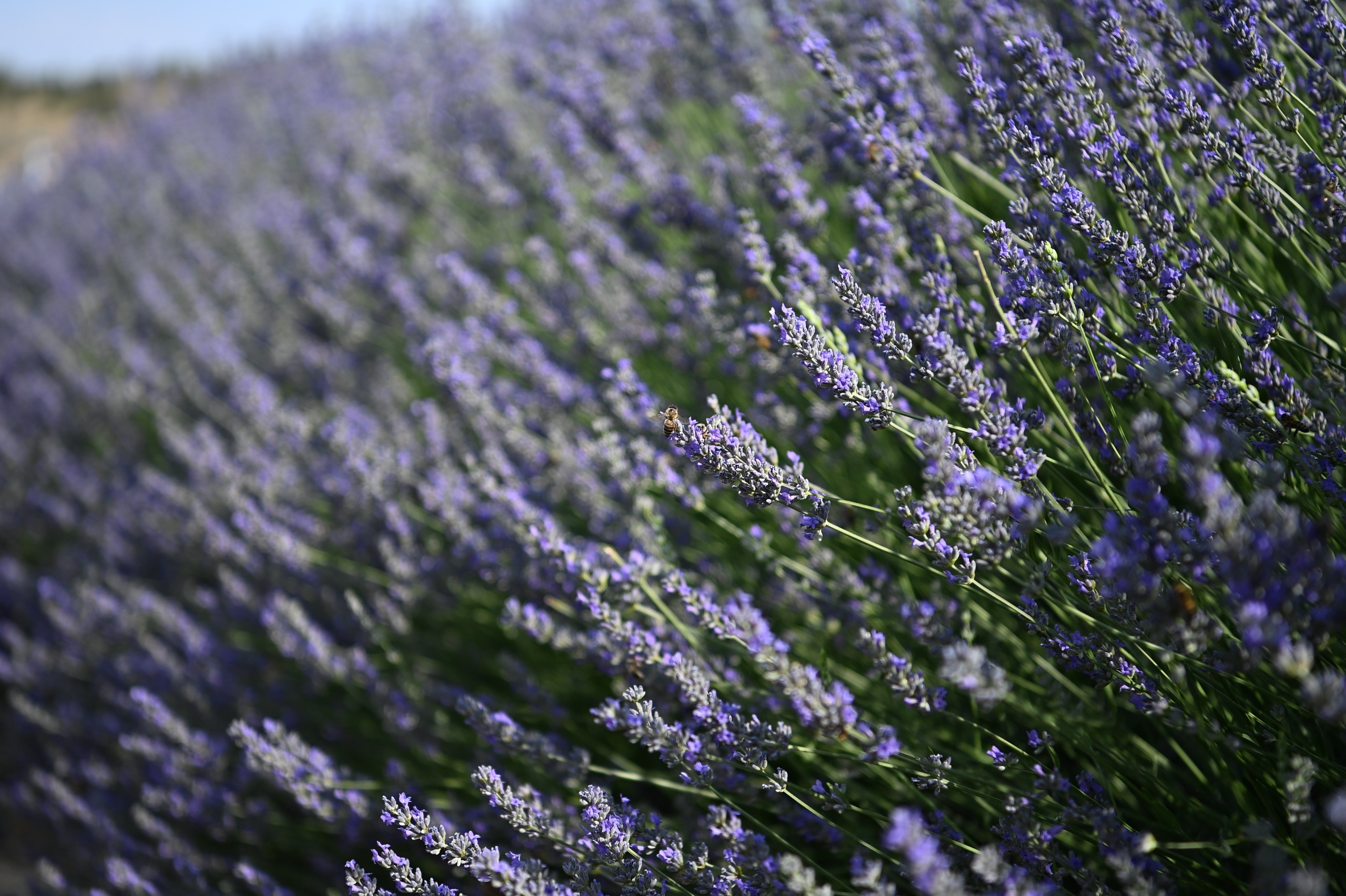 Mamak Lavantalar (5)