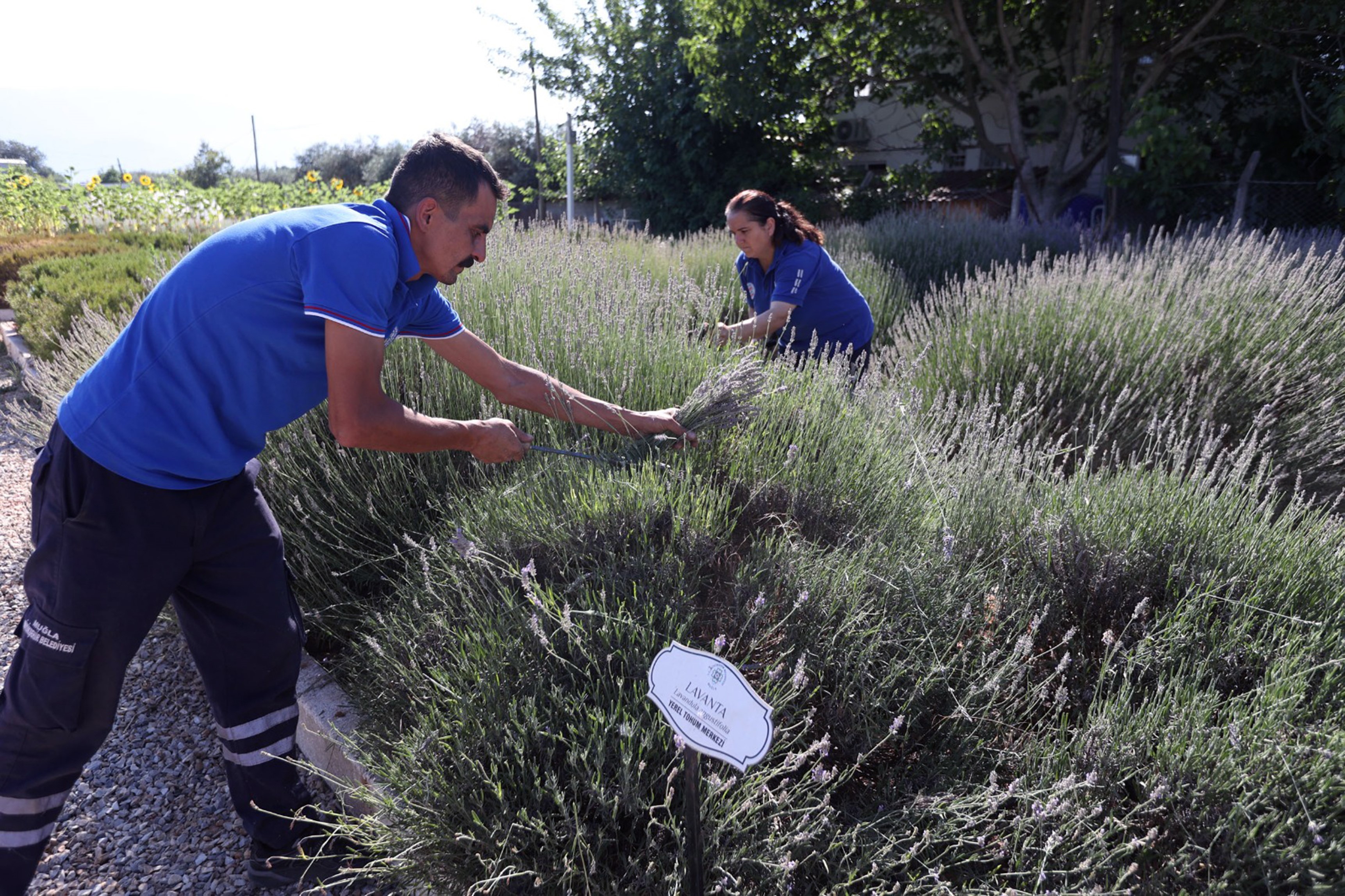 Muğla Aromatik Bitkiler (2)
