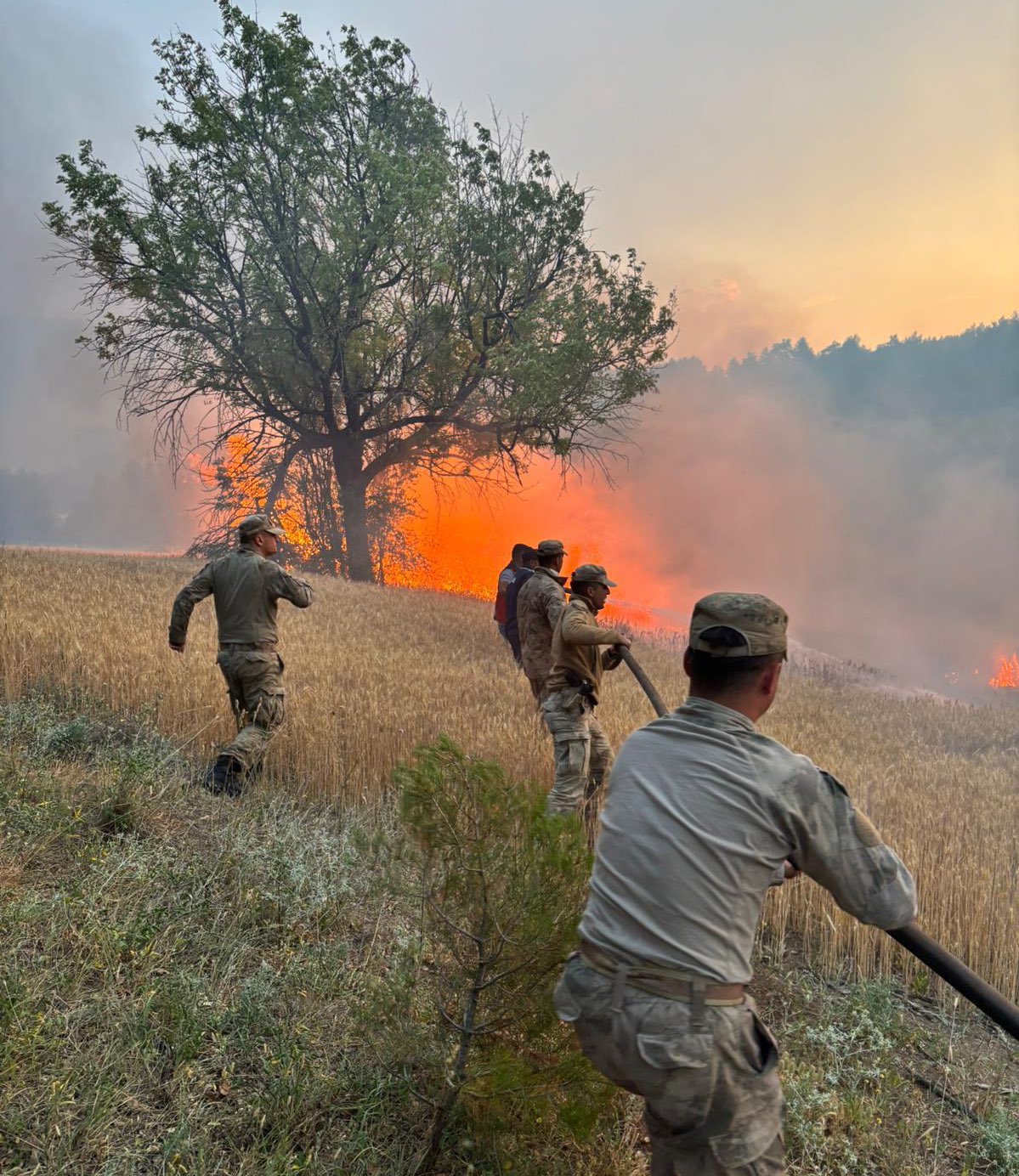 Orman Yangını (2)-1