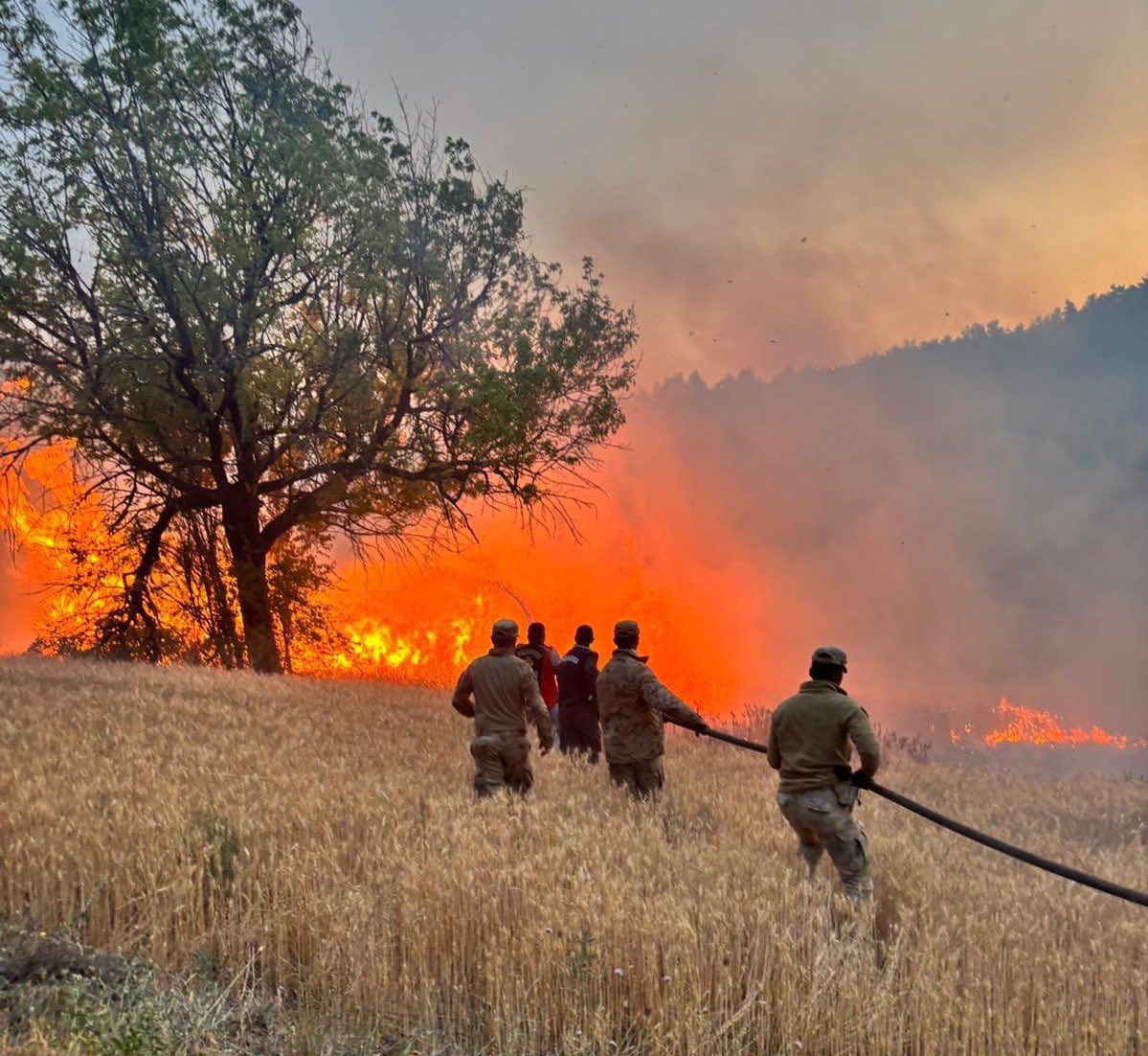Orman Yangını (3)-1