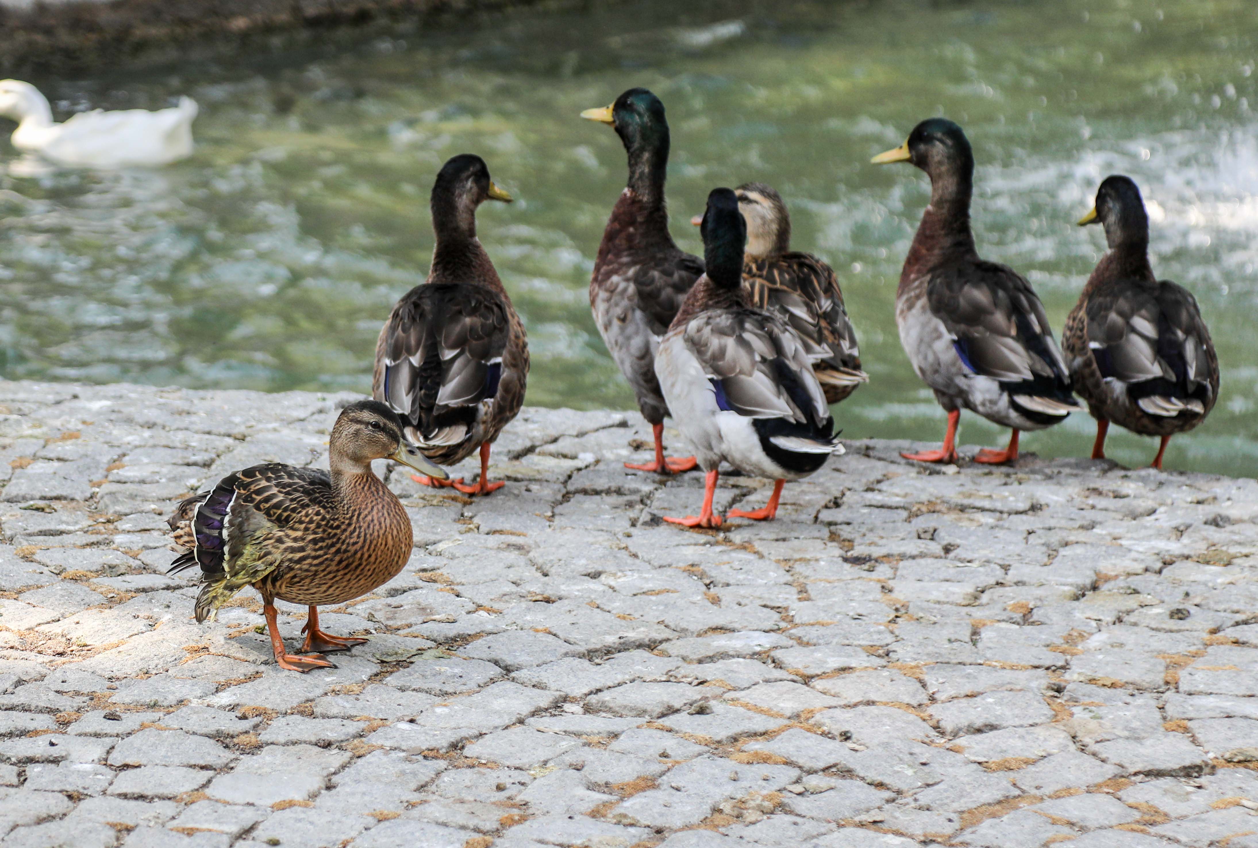 Park Bahçeler Kuğulu Park Yaralı Ördek (10)