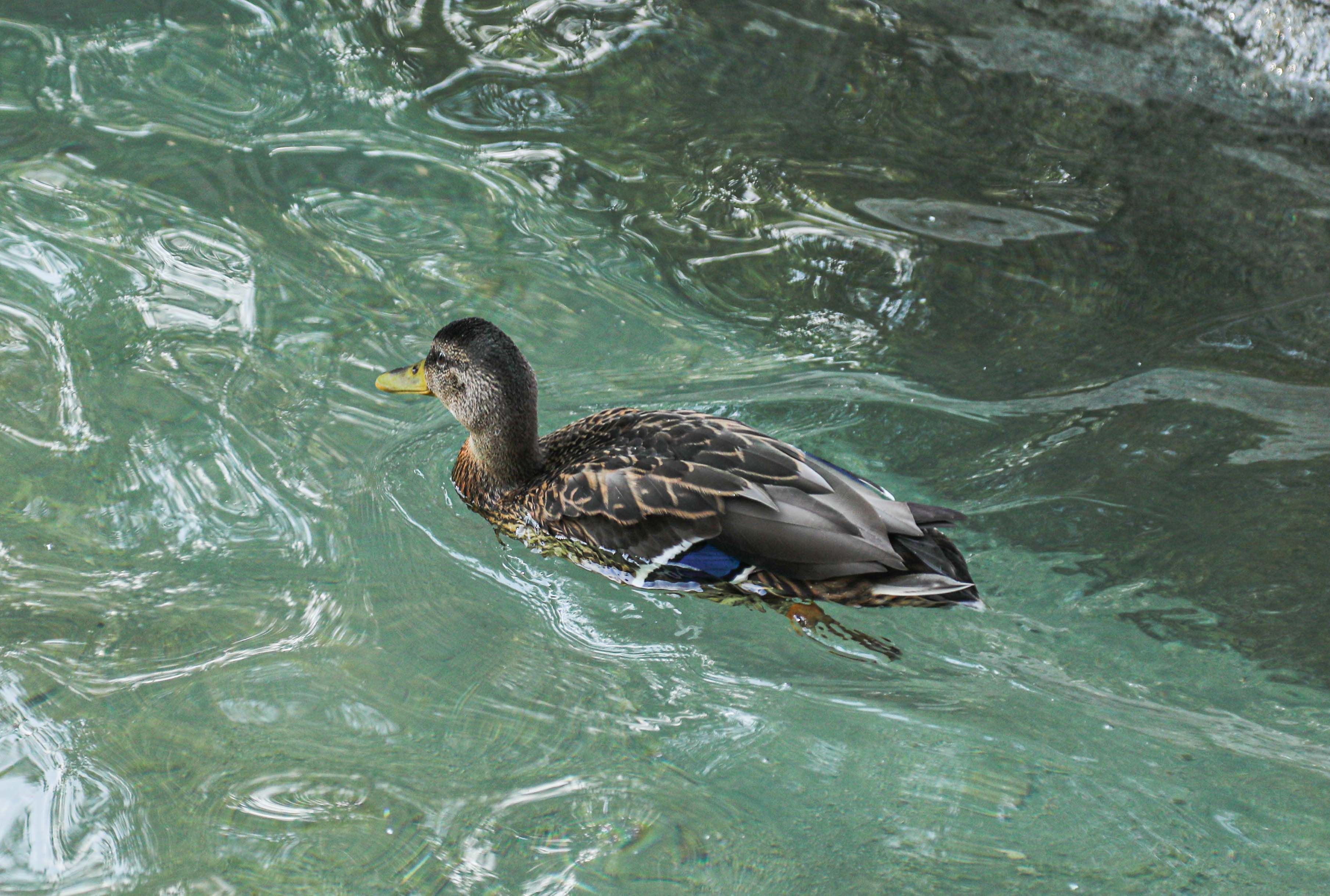 Park Bahçeler Kuğulu Park Yaralı Ördek (6)