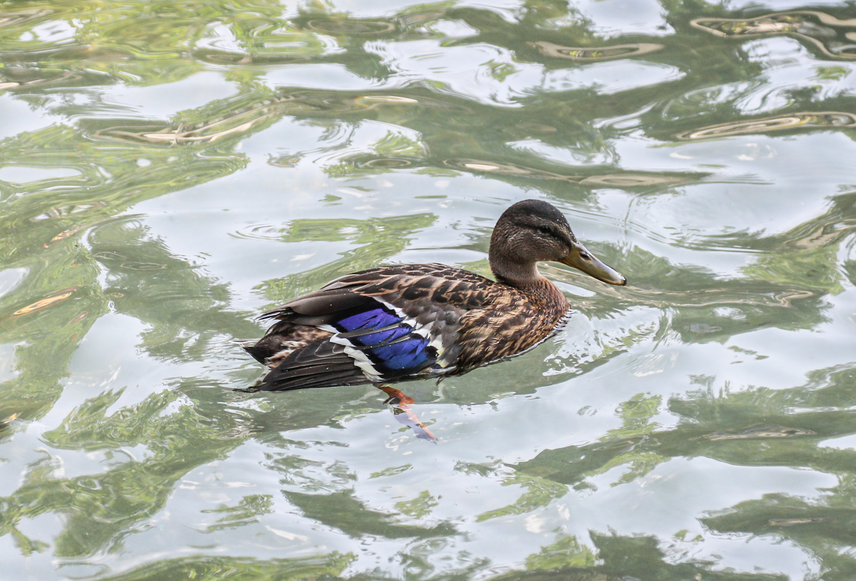 Park Bahçeler Kuğulu Park Yaralı Ördek (8)