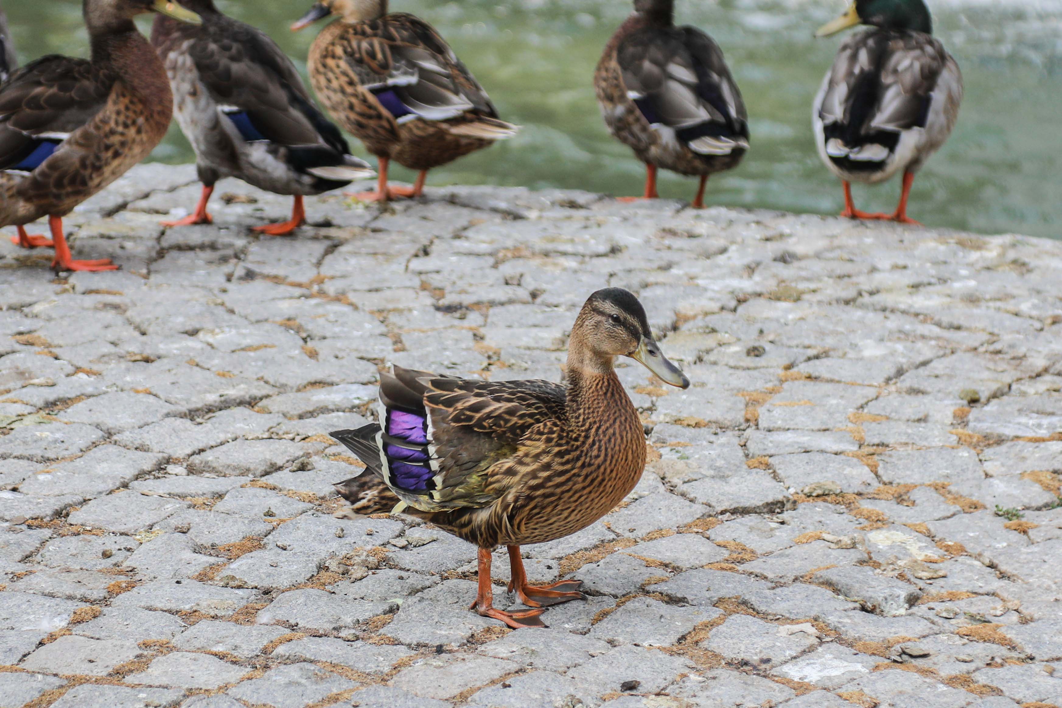 Park Bahçeler Kuğulu Park Yaralı Ördek (9)
