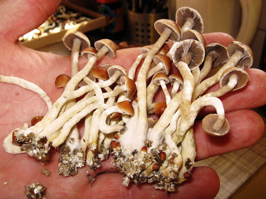 Psilosibin Maddesi (1)