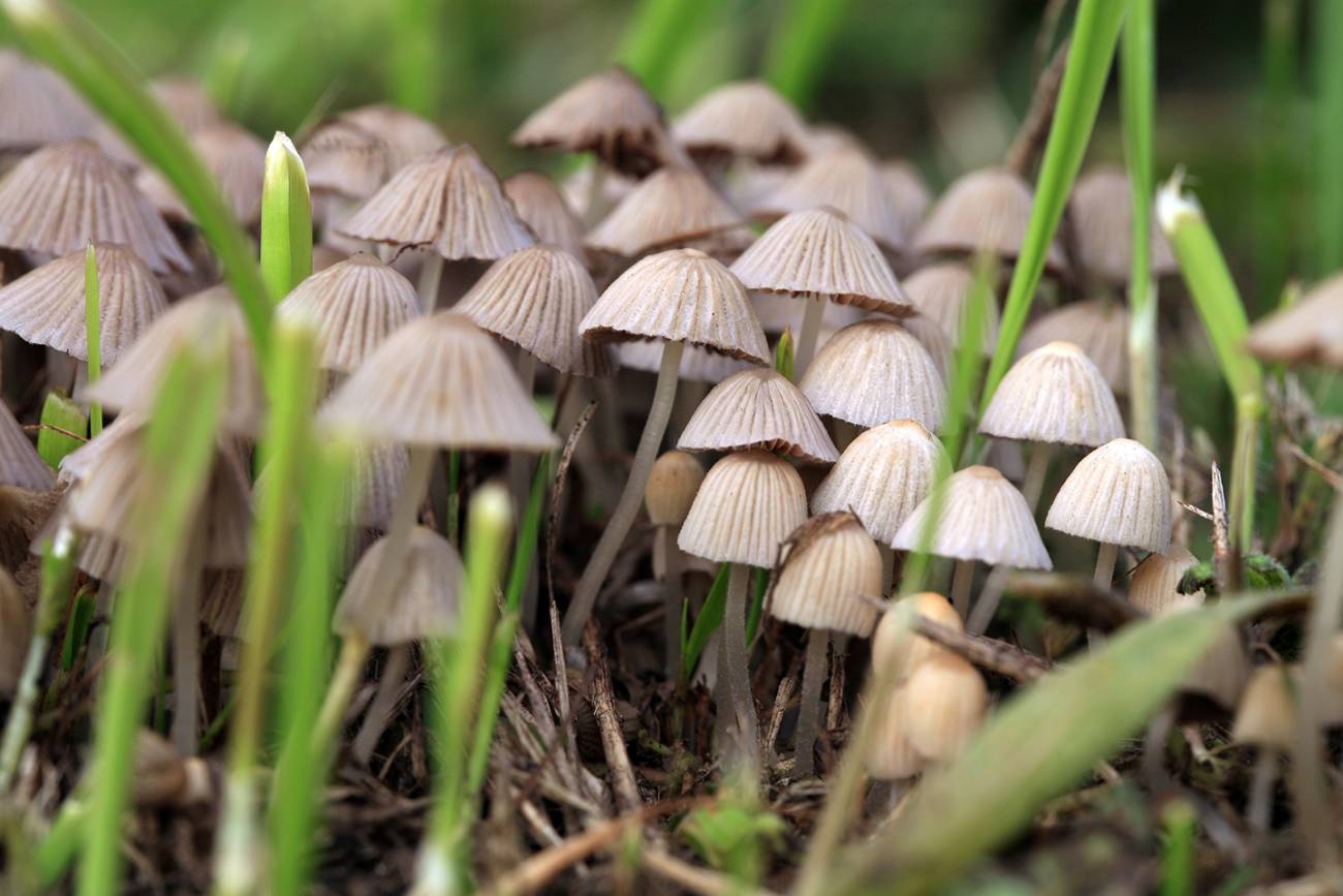 Psilosibin Maddesi (2)
