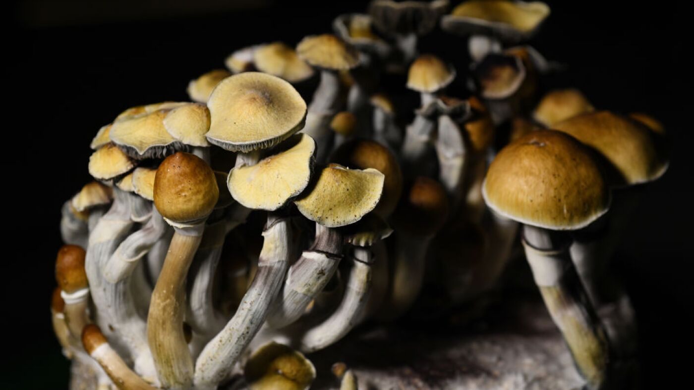 Psilosibin Maddesi (4)