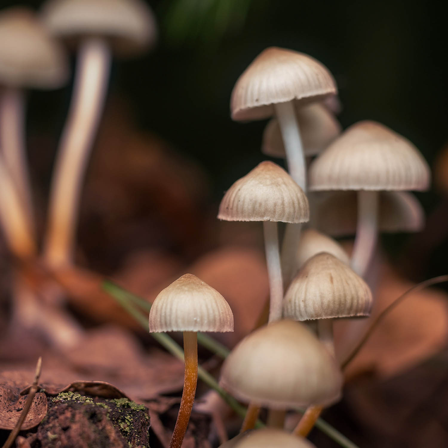 Psilosibin Maddesi (5)