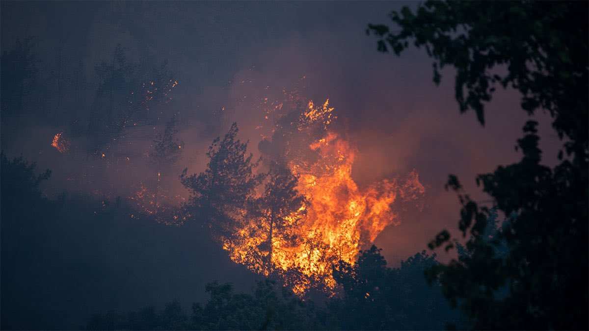 Sakarya Alev Alev (1)