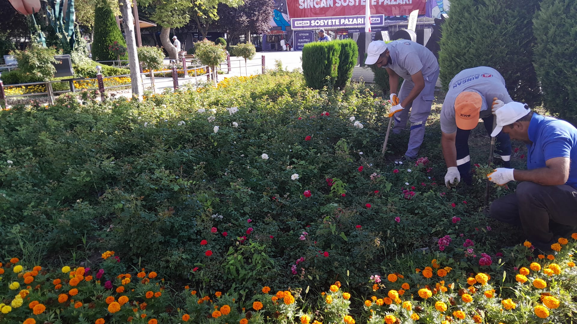 Sincan Belediyesi'nden Yeşil Seferberlik (3)