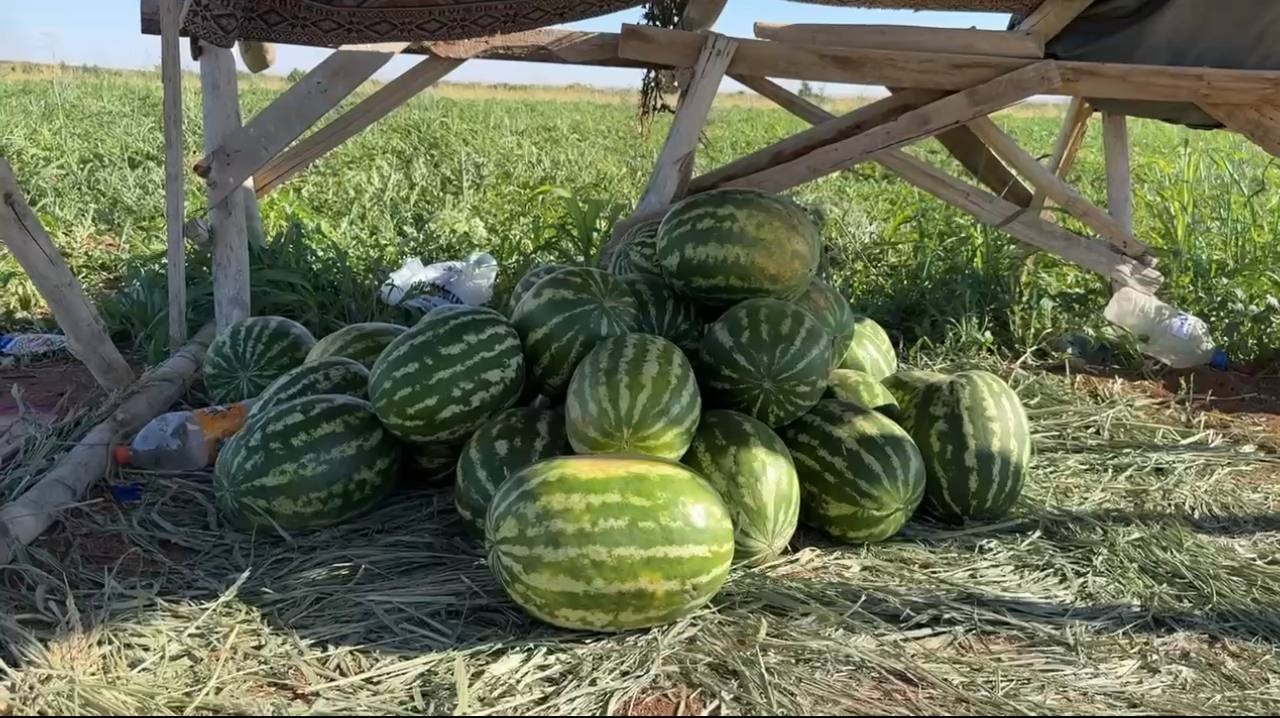 Suruç’ta Yerli Karpuz 2 3 Liraya Düşünce Çiftçi Zorda 2