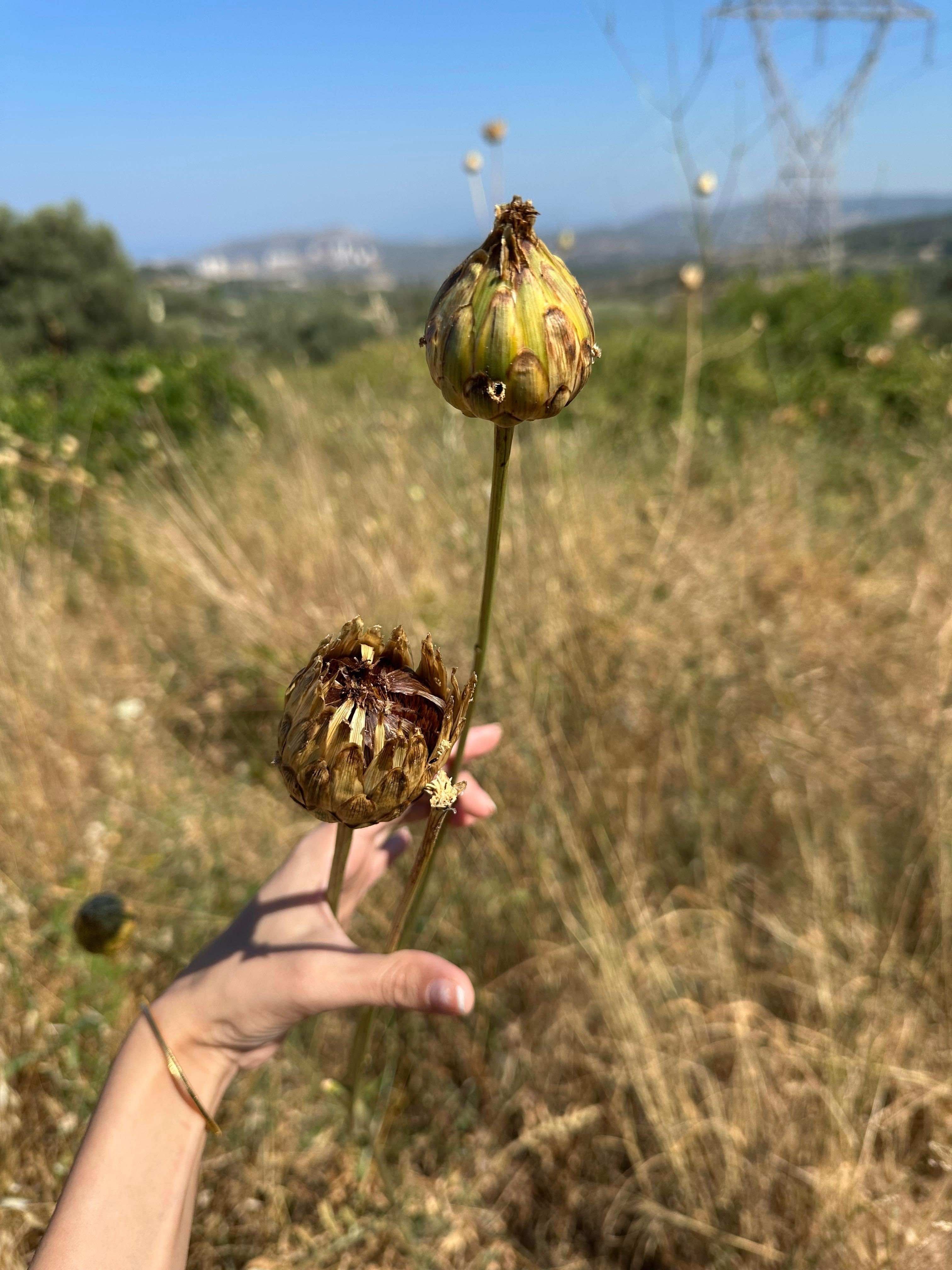Tülüşah (2)