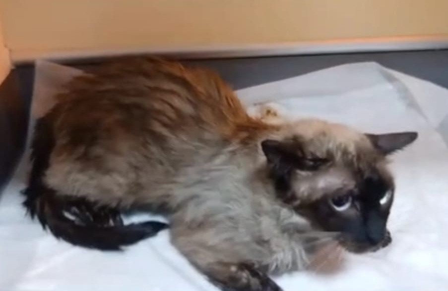 Manisa’da itfaiye kediyi kalp masajıyla hayata döndürdü